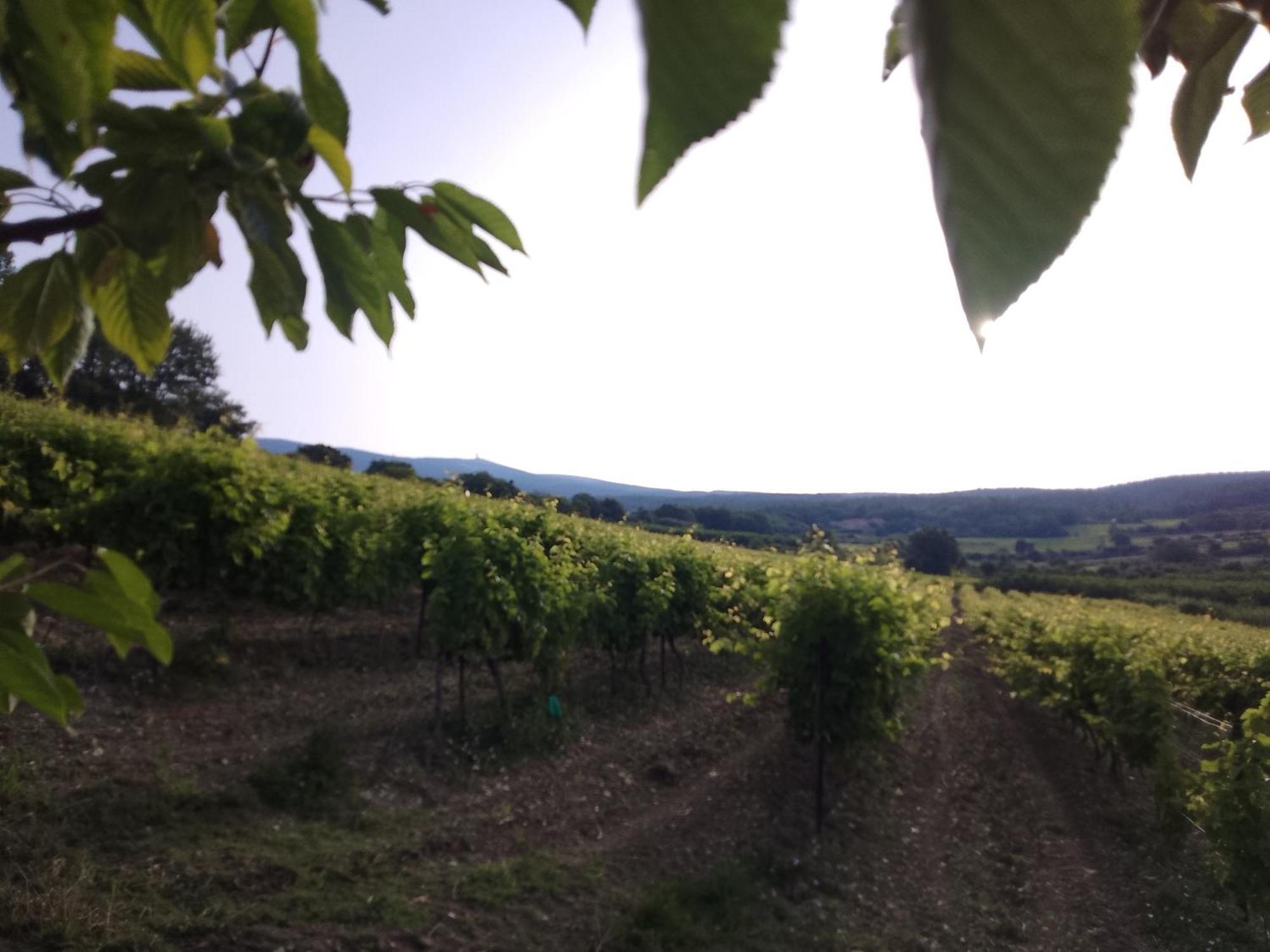 Les Du Mont Ventoux Holiday home Bedoin